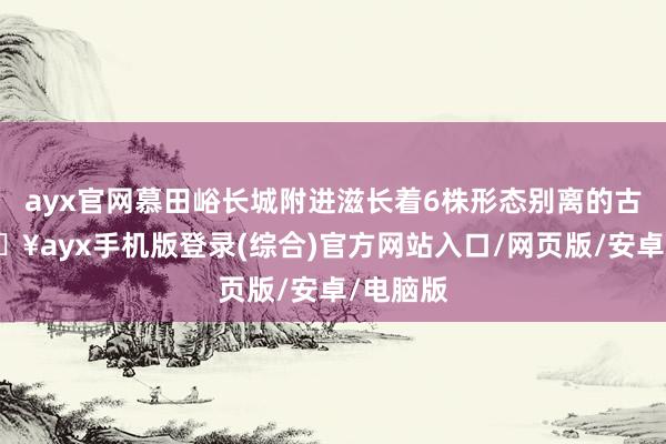 ayx官网慕田峪长城附进滋长着6株形态别离的古树-🔥ayx手机版登录(综合)官方网站入口/网页版/安卓/电脑版